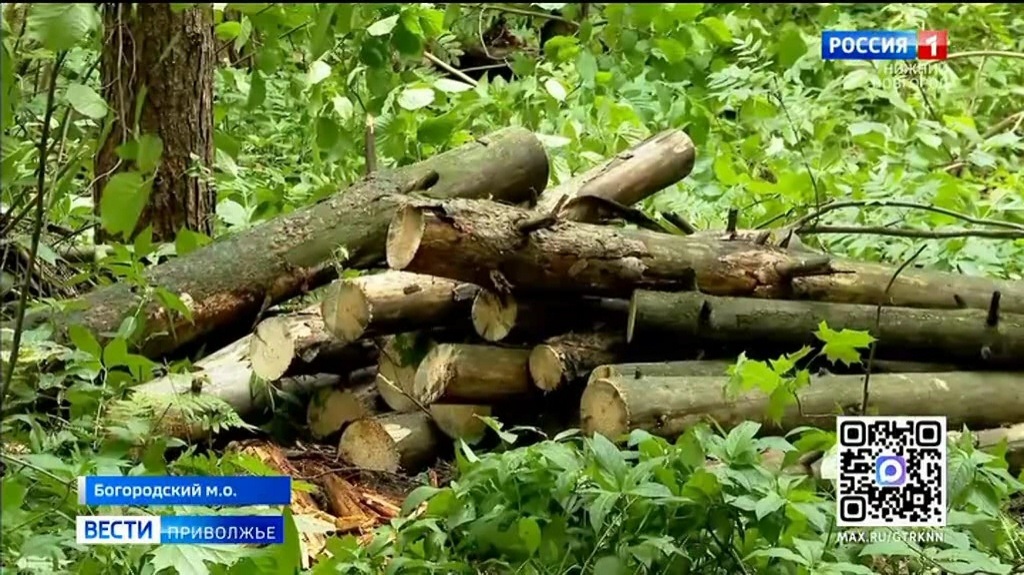 Неликвидные деревья убрали в Богородскому лесу