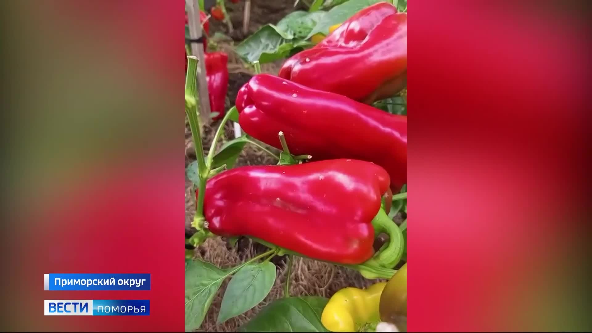 За май северяне уже высадили на дачах цветы, ягоды и овощи