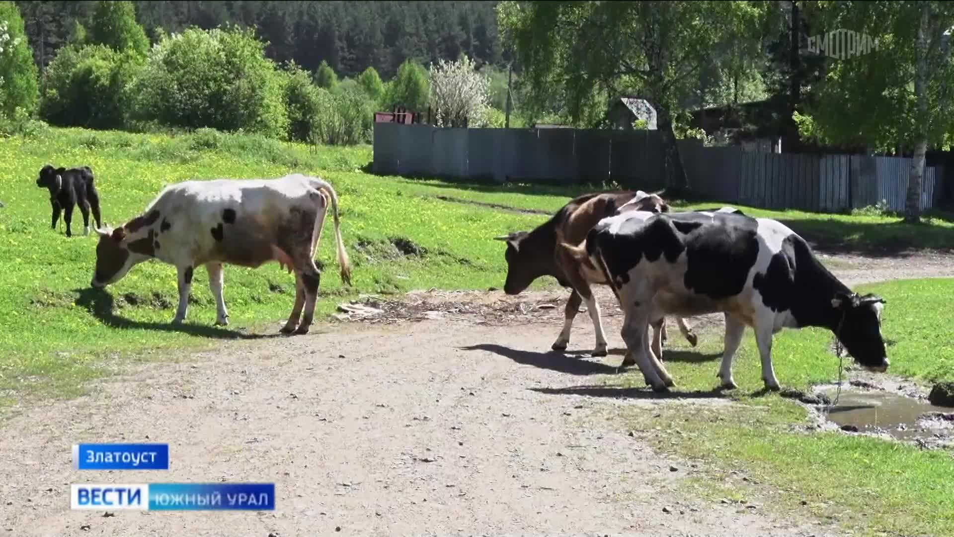 Паспорт для коровы: обязательная маркировка животных проходит в Челябинской области