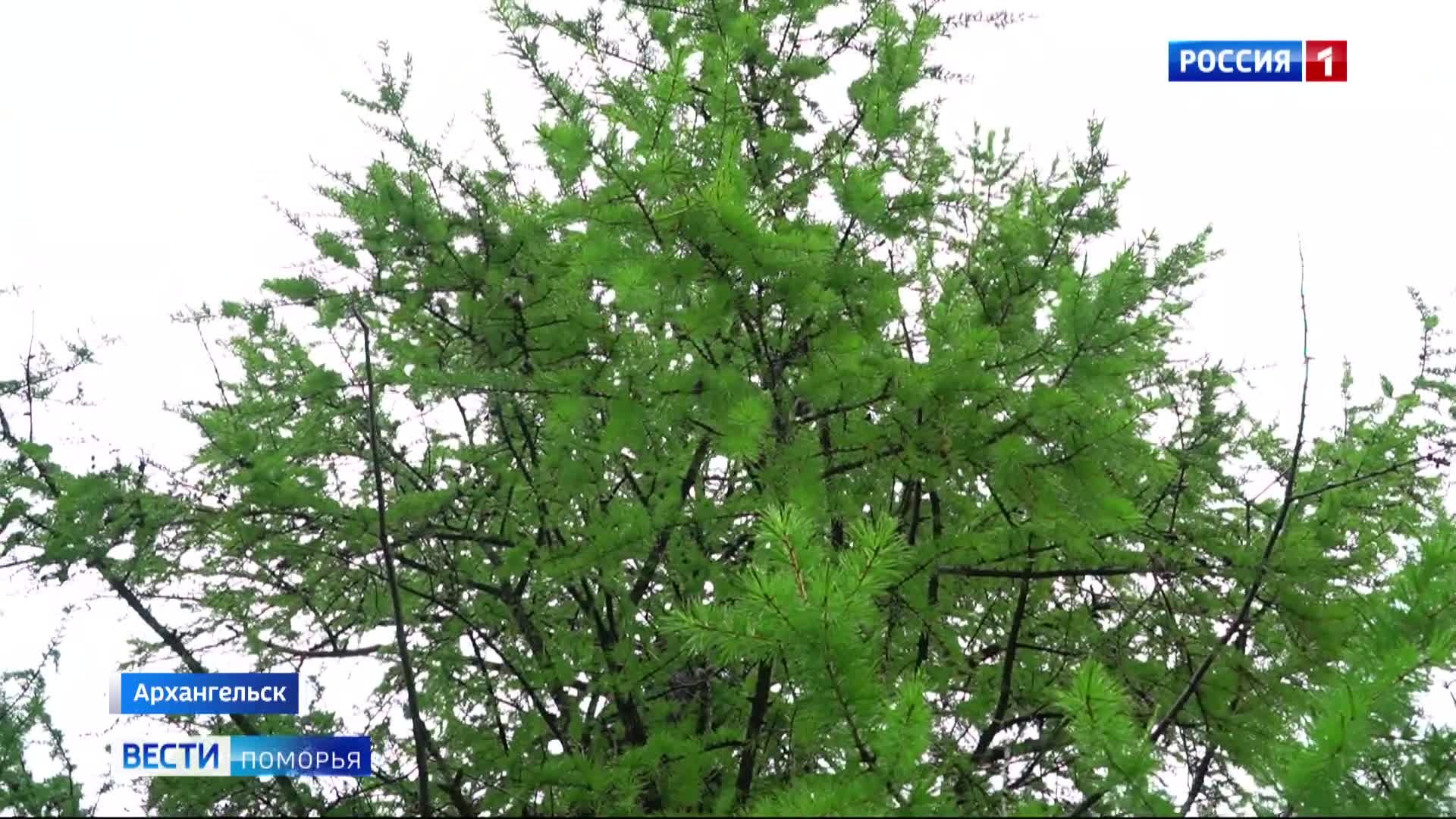 В Архангельске прошёл масштабный экологический марафон