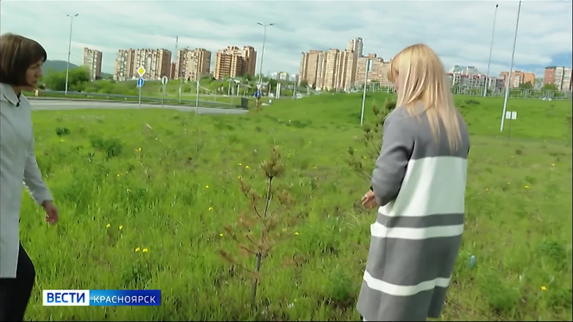 Хвойные деревья в Красноярске убивает засуха