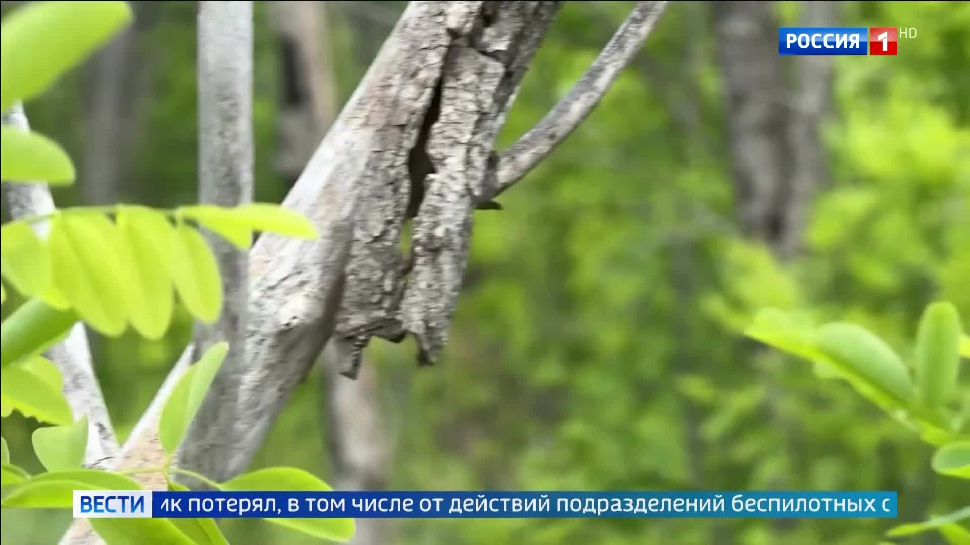 Активизация наступления на Южно-донецком направлении: успехи группировки Восток