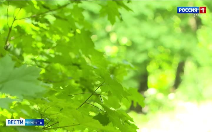 В приграничных районах Брянщины насчитали до 2000 клещей на километр
