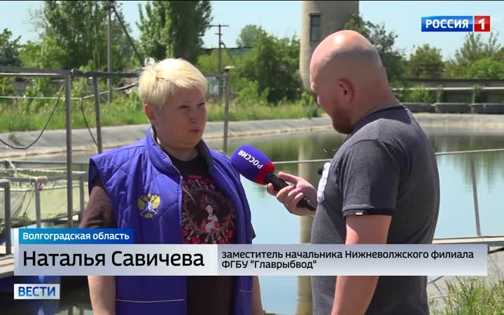 Восстановление осетровых: на Волгоградском заводе завершили закладку ценнейшей икры