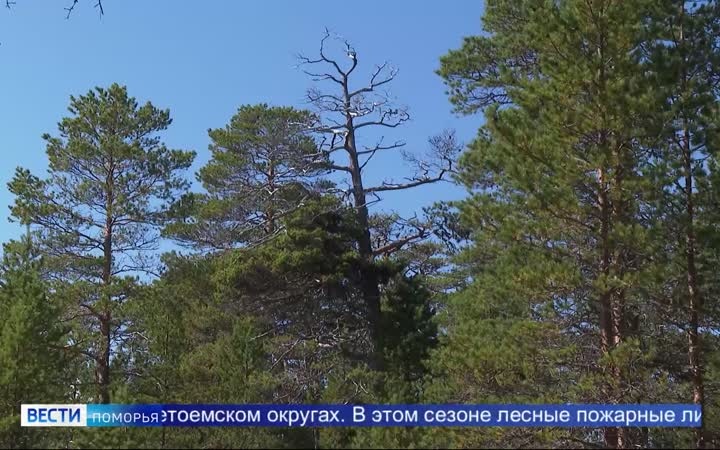 Спасатели предупреждают о высокой пожароопасности в лесах Архангельской области