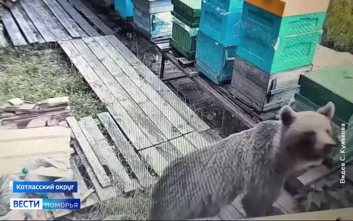 Пришёл угоститься вкусным мёдом