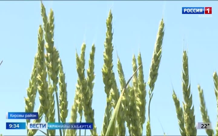 Ацы аз боныхъæд бахаста ивддзинæдтæ быдырон куыстыты фæткмæ