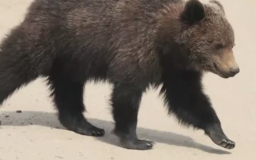 Медведь на трассе Магадана: опасная привычка к человеческой еде