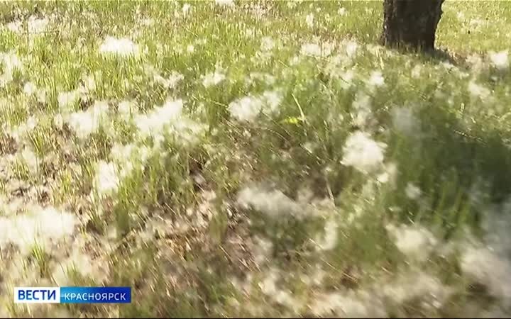 В Красноярске начинают цвести тополя