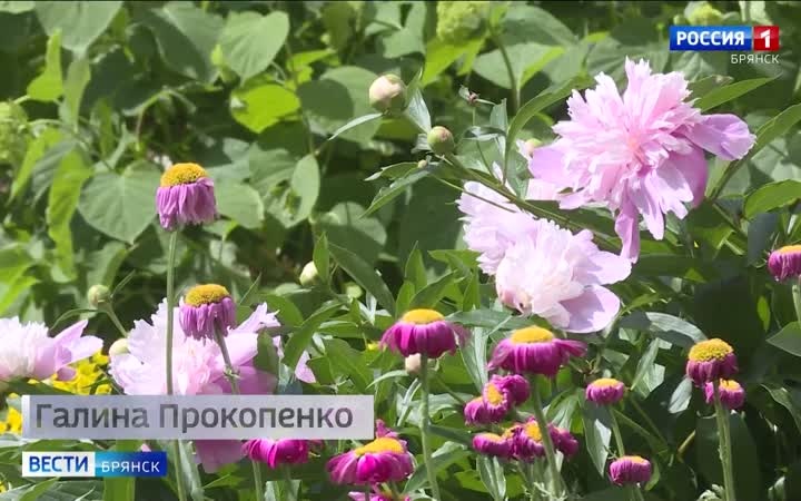 Отработанные автомобильные шины наносят вред экологии и здоровью брянцев
