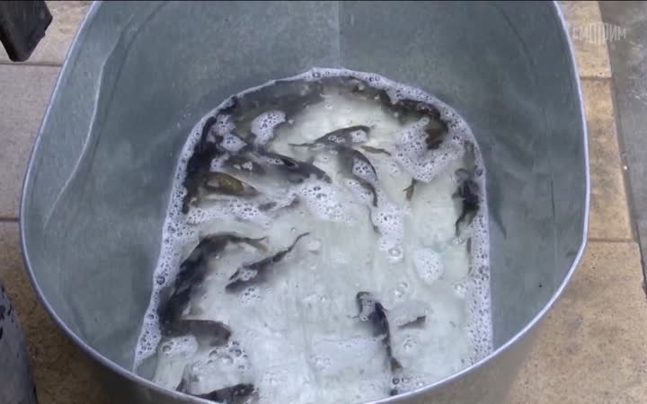 Две тысячи карпов выпустили в пруд сквера на северо-западе Челябинска