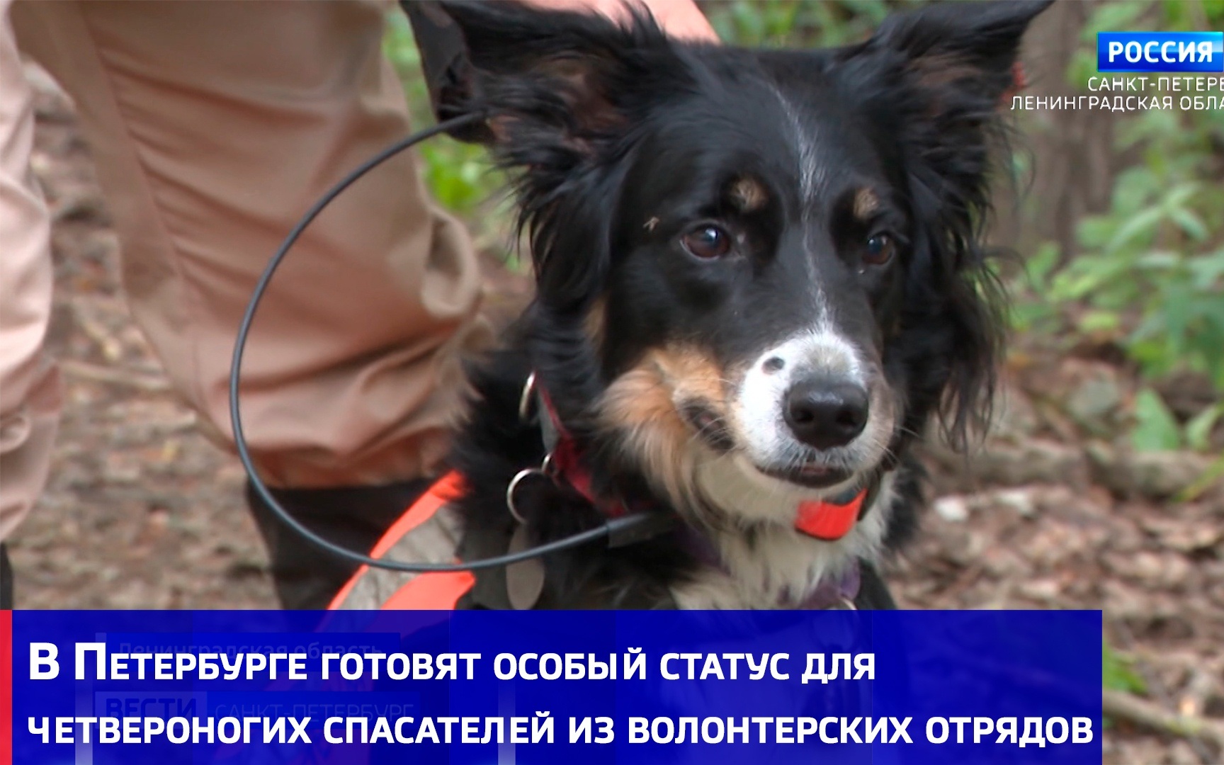 В Петербурге готовят особый статус для четвероногих спасателей из волонтерских отрядов