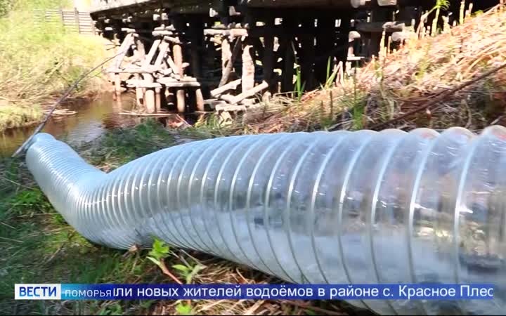 Почти две тысячи мальков сёмги выпустили в реку Онегу