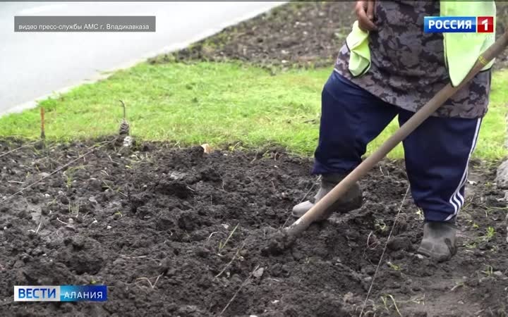 Тагетисы, цинерарии, амаранты: более 720 тысяч цветов высадят во Владикавказе
