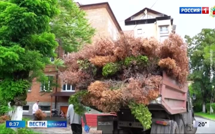 Во Владикавказе продолжают сносить зараженные кипарисовой златкой туи