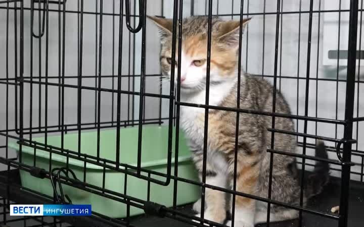 Стационарный приют для кошек в Ингушетии на грани закрытия