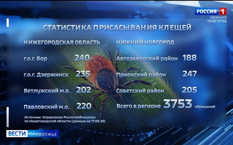 Клещи атаковали Нижегородскую область