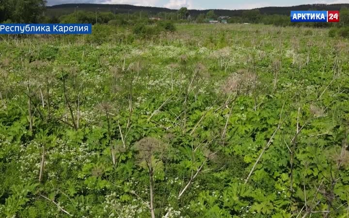 Вести Арктики с Еленой Юрьевой, эфир 19 июня 2026 г.