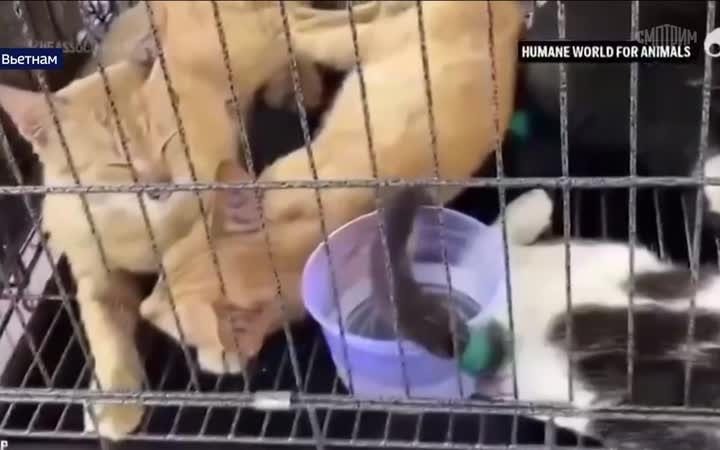 Живодеры отлавливали домашних питомцев, чтобы продать на мясо