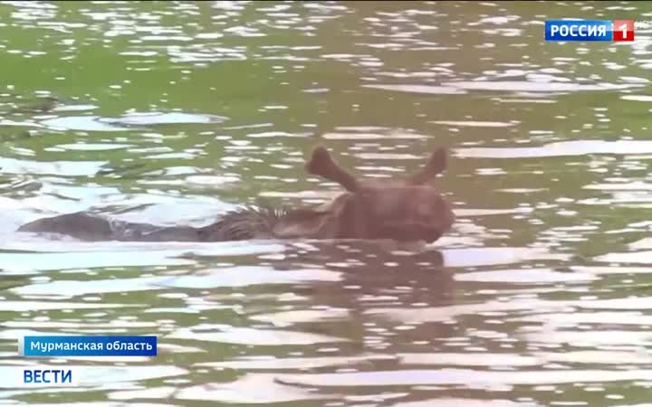 Ученые воссоздают петроглифы Канозера
