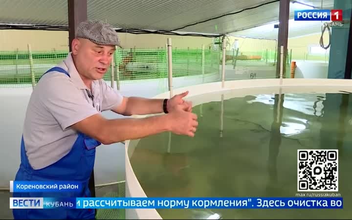 В одном из рыбных хозяйств Кореновского района выращивают необычных осетровых