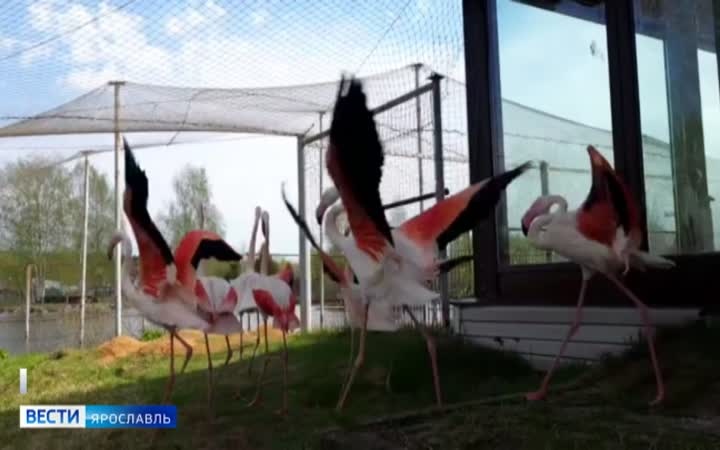 В День фламинго в Ярославском зоопарке рассказали, почему птиц называют «верблюдами моря»