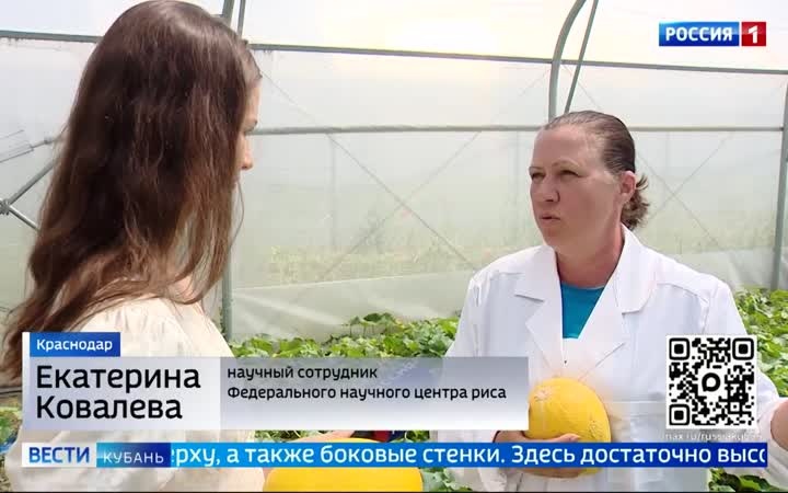 Кубанские учёные собирают урожай дыни