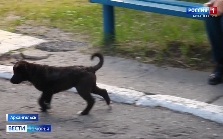 37 хозяев, много лакомств и заботы
