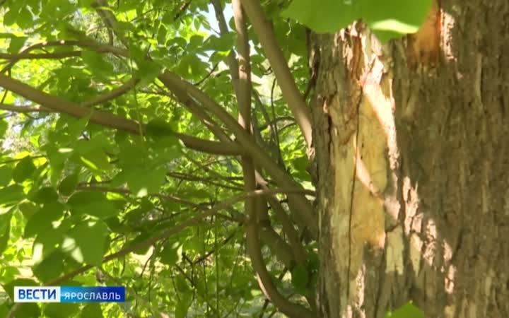 В Ярославле массово гибнут ясени из-за опасного вредителя