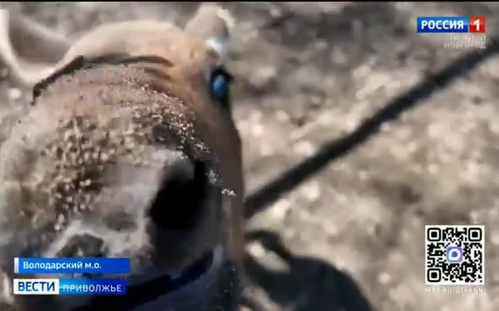 Спасенные в мае лосята из Володарского округа переезжают