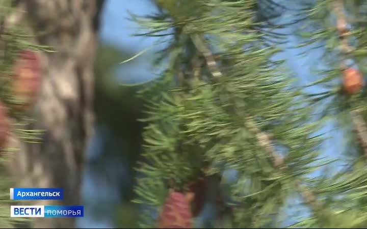 В День молодёжи и в день города погода приятно порадует северян