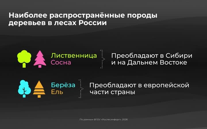 Россия в цифрах. В каких регионах больше всего лесов?