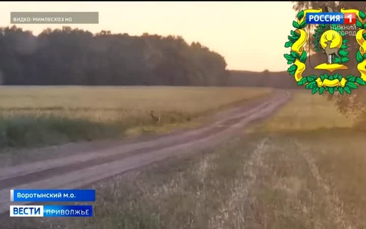 В Воротынском округе заметили сибирских косуль