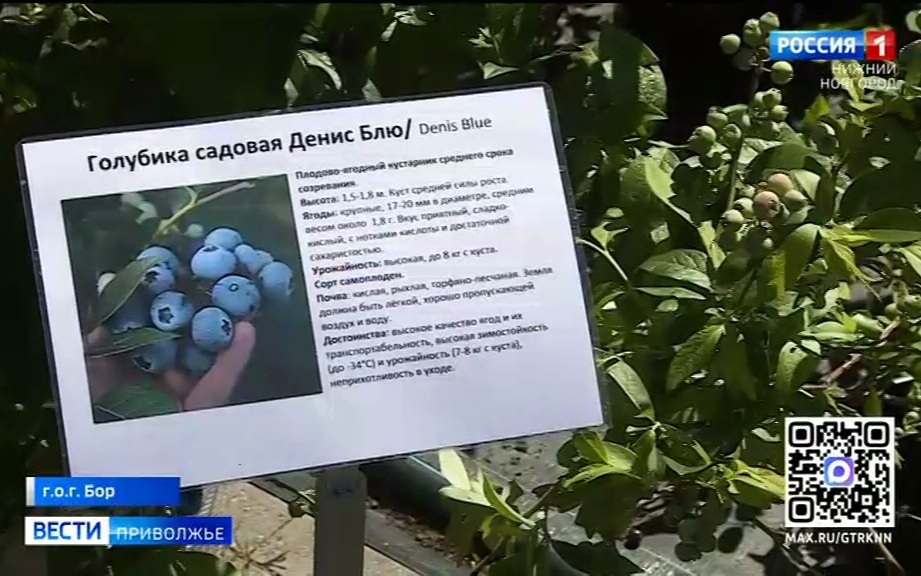 Как вырастить голубику на садовом участке
