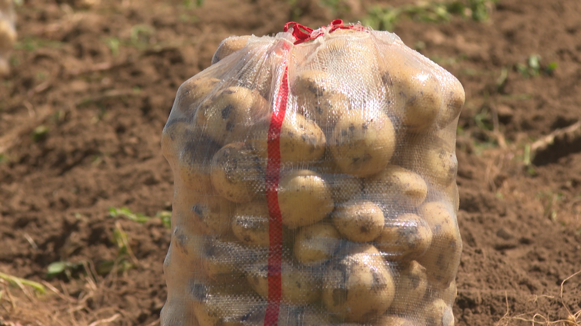 Огурцы, кабачки, лук и картофель: ранние овощи убирают с полей волгоградские аграрии