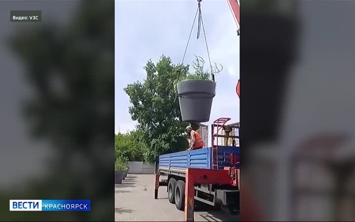 На улицах Красноярска появились вазоны с деревьями