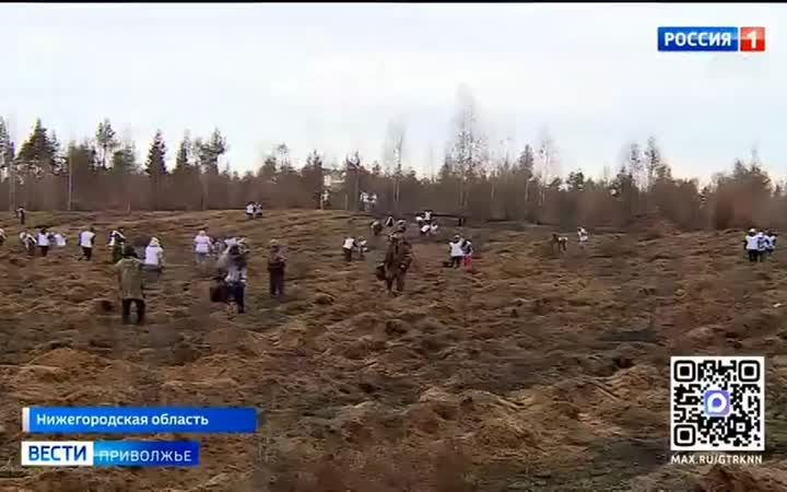 Более восьми с половиной миллионов сеянцев высадили в регионе в период весеннего лесокультурного сезона