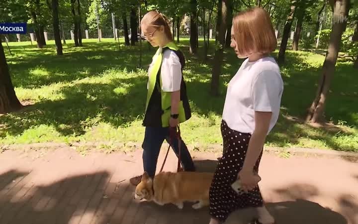 робелы в законе или нежелание расследовать: почему три четверти заявлений о жестокости к животным заканчиваются отказами
