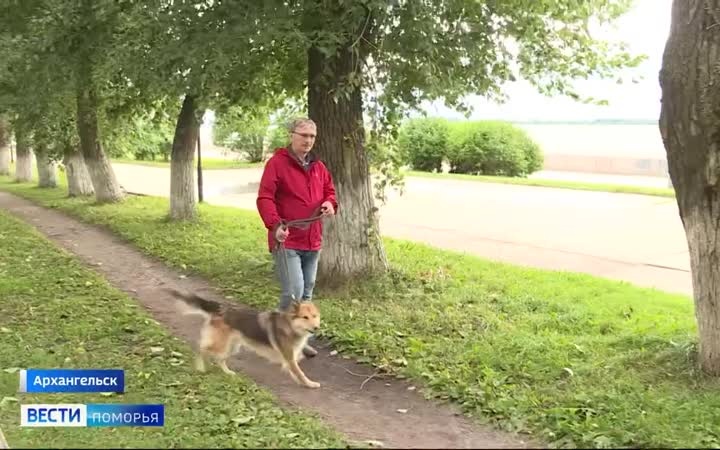 Всё больше компаний внедряют систему под названием «Dog-friendly»