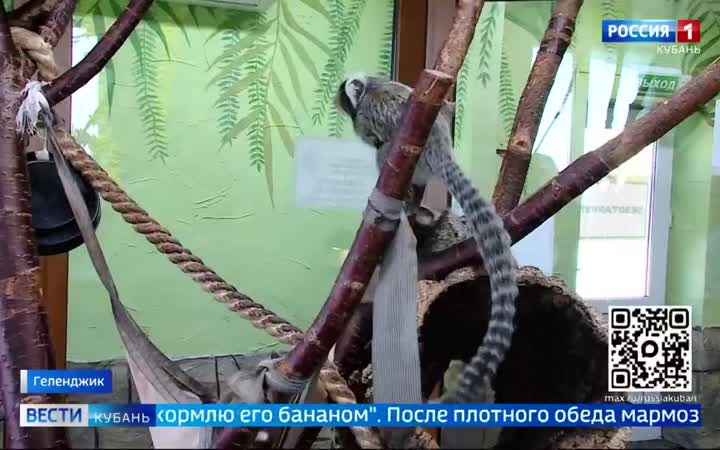 В Геленджике пополнение в семействе обезьян-игрунок
