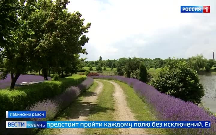 На Кубани разгар сезона цветения лаванды