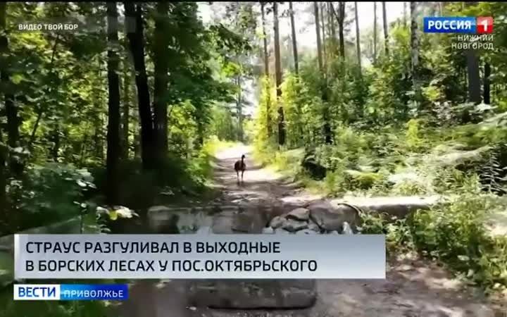 Страуса заметили в выходные в лесах Борского округа