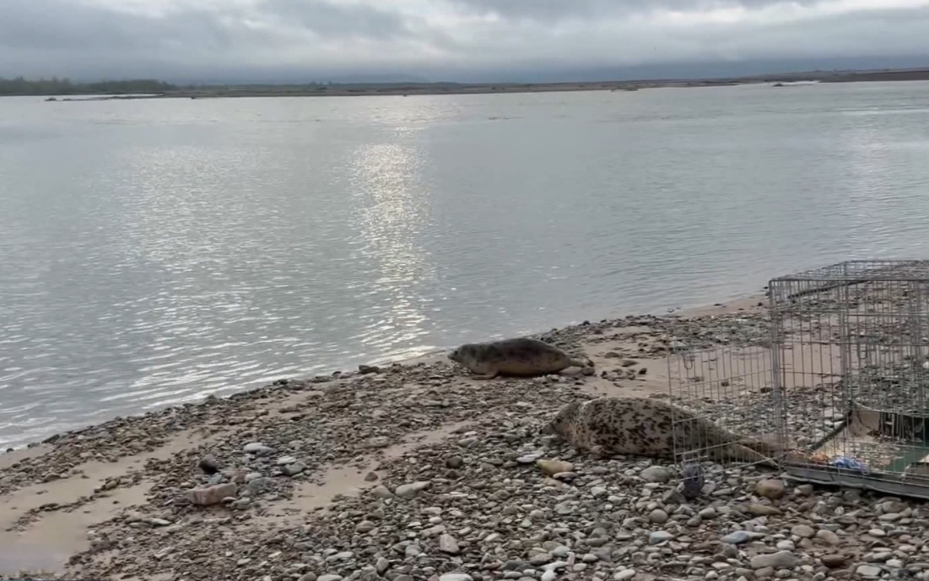 Спасенные в Магадане нерпята отправились в свободное плавание в Охотское море