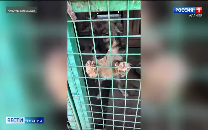 СОГУ  передал благотворительную помощь приюту для животных «Владпитомник», собранную в рамках общеуниверситетской акции