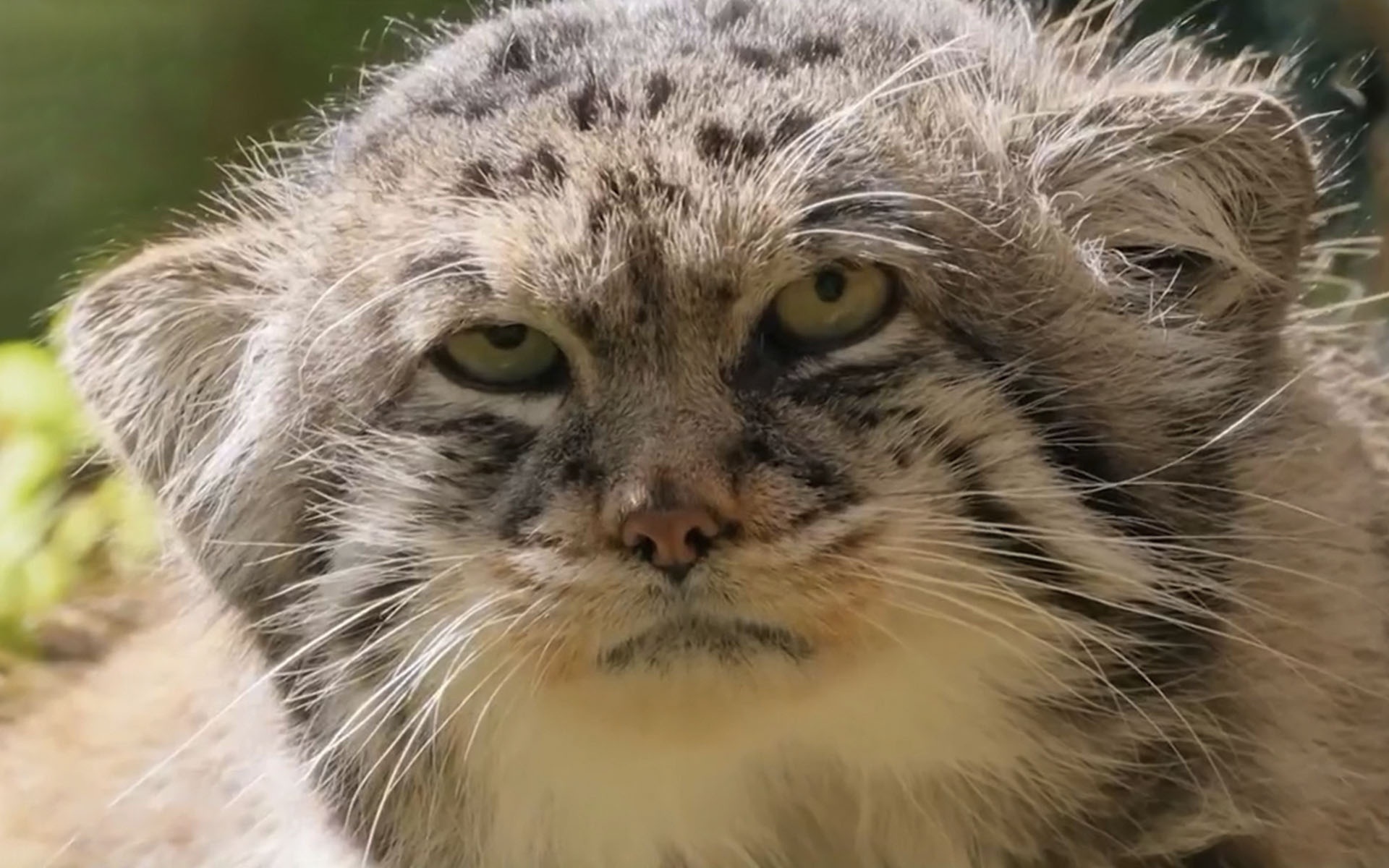 Клонирование кошек