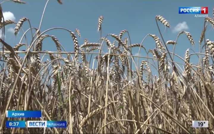 В Северной Осетии стартовала уборка озимых культур