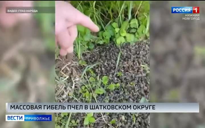 Массовая гибель пчел в Шатковском округе