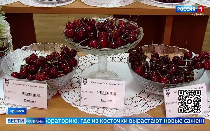 Кубанская черешня покоряет мир