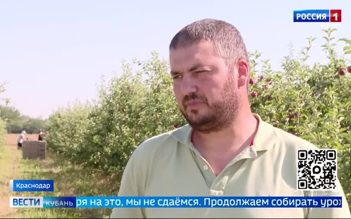 В этом году на Кубани планируют собрать около 500 тысяч тонн яблок