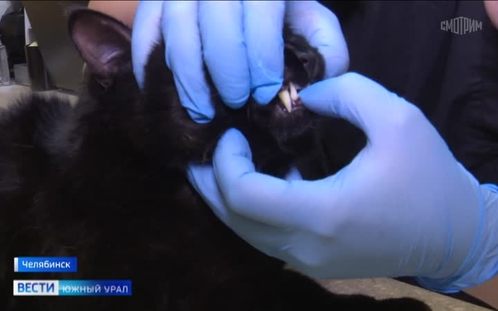 В Челябинске сразу для 60 кошек ищут новый дом